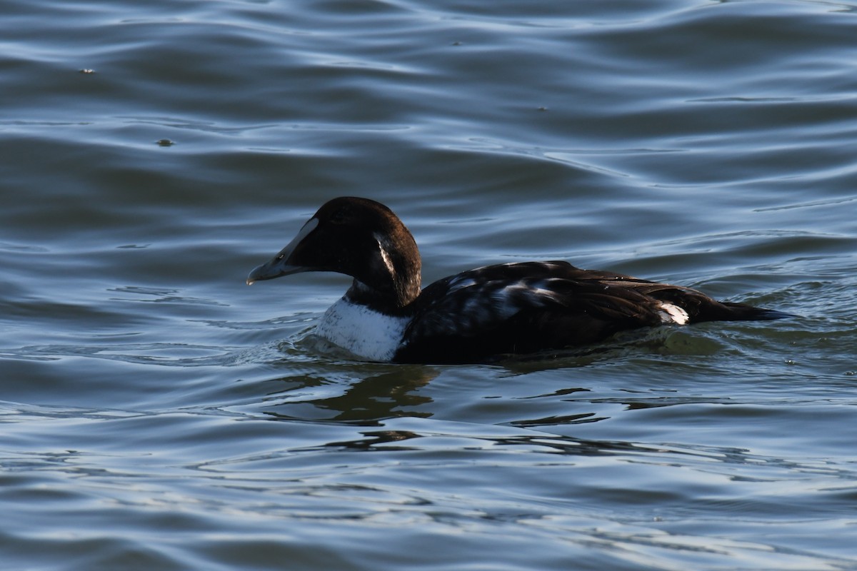 Common Eider - ML284545941