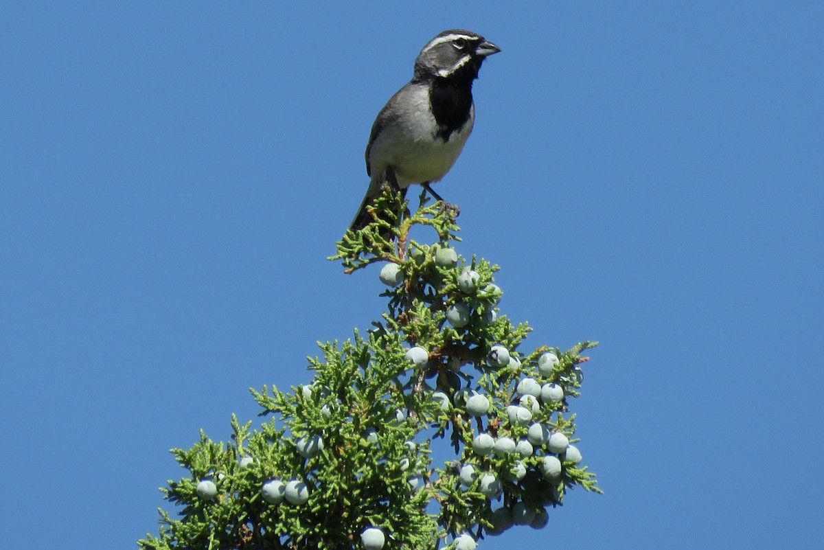 Black-throated Sparrow - ML284546531