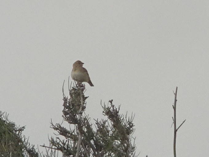 Pale Rockfinch - ML284546691