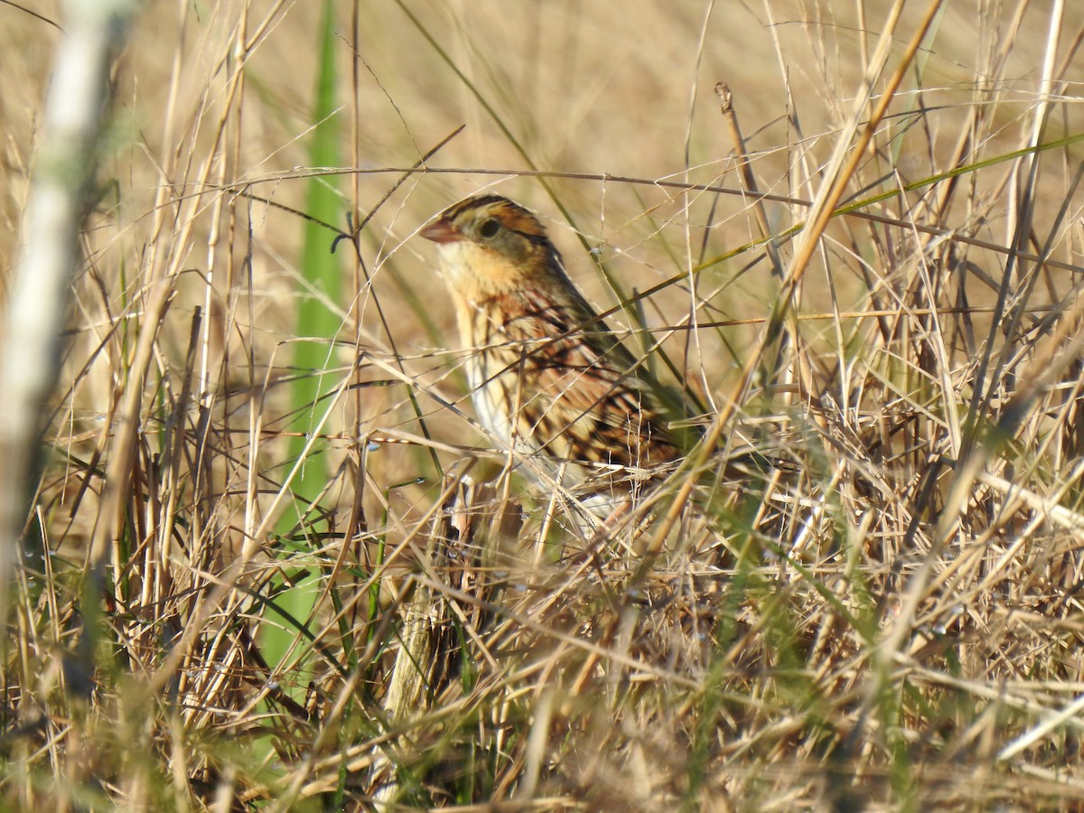 LeConte's Sparrow - ML284549661