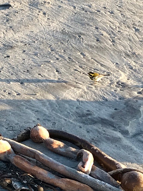 Townsend's Warbler - ML284551951