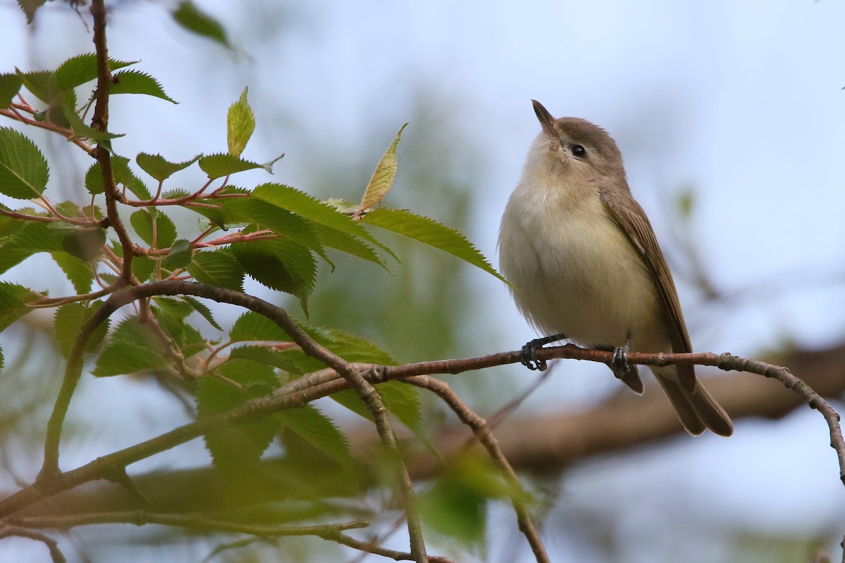 Warbling Vireo - ML28455421