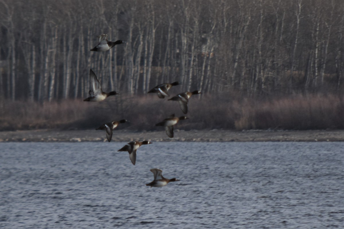 Lesser Scaup - ML284556251