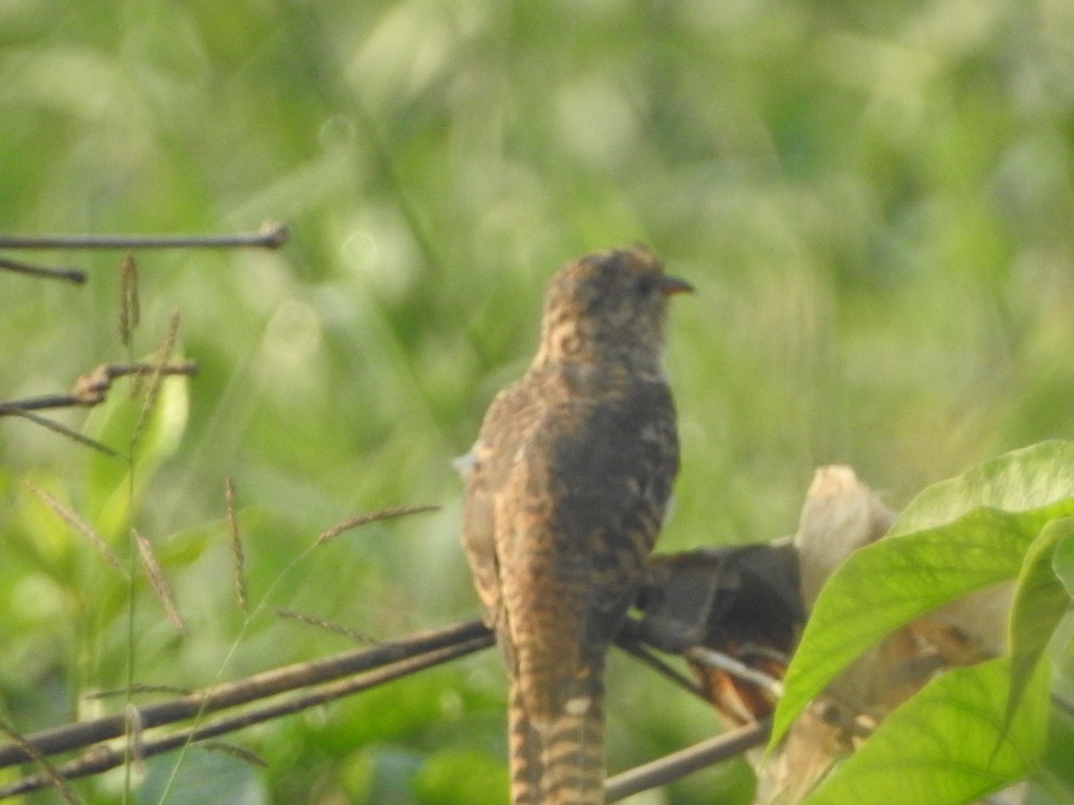 Plaintive Cuckoo - Yasin Chumaedi