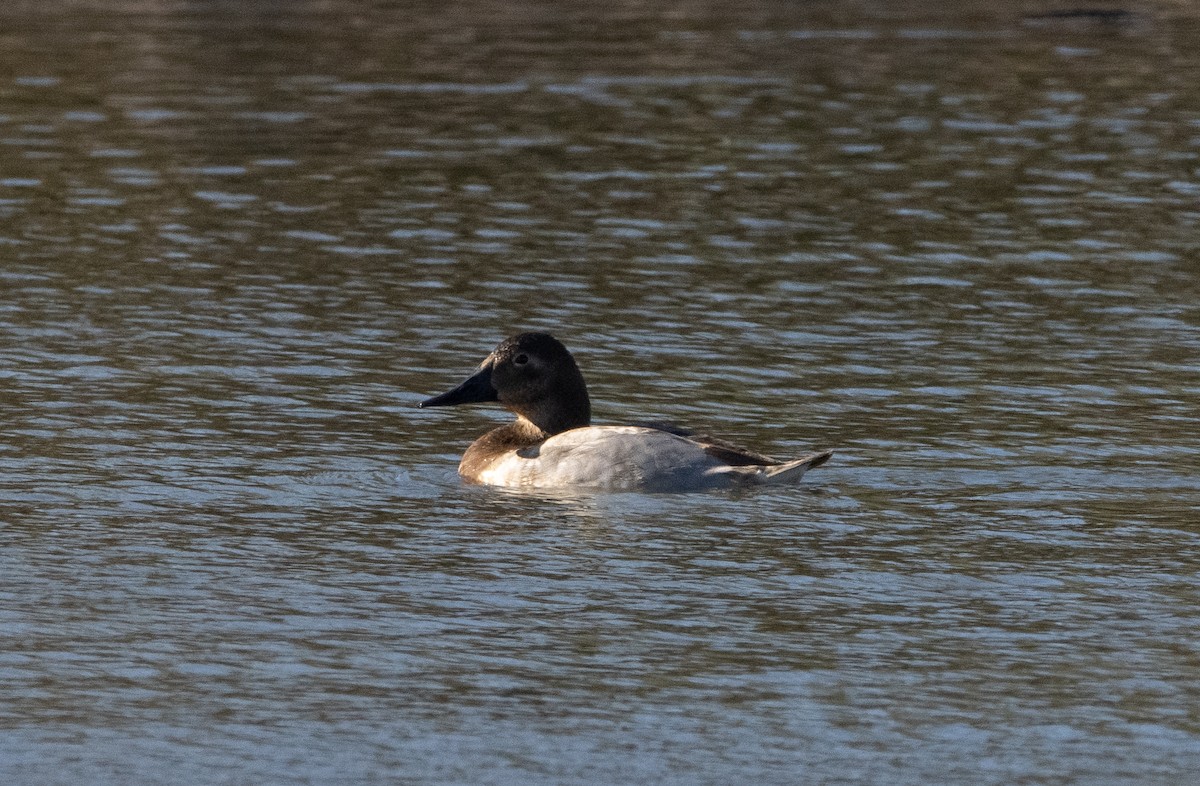 Canvasback - Liam Huber