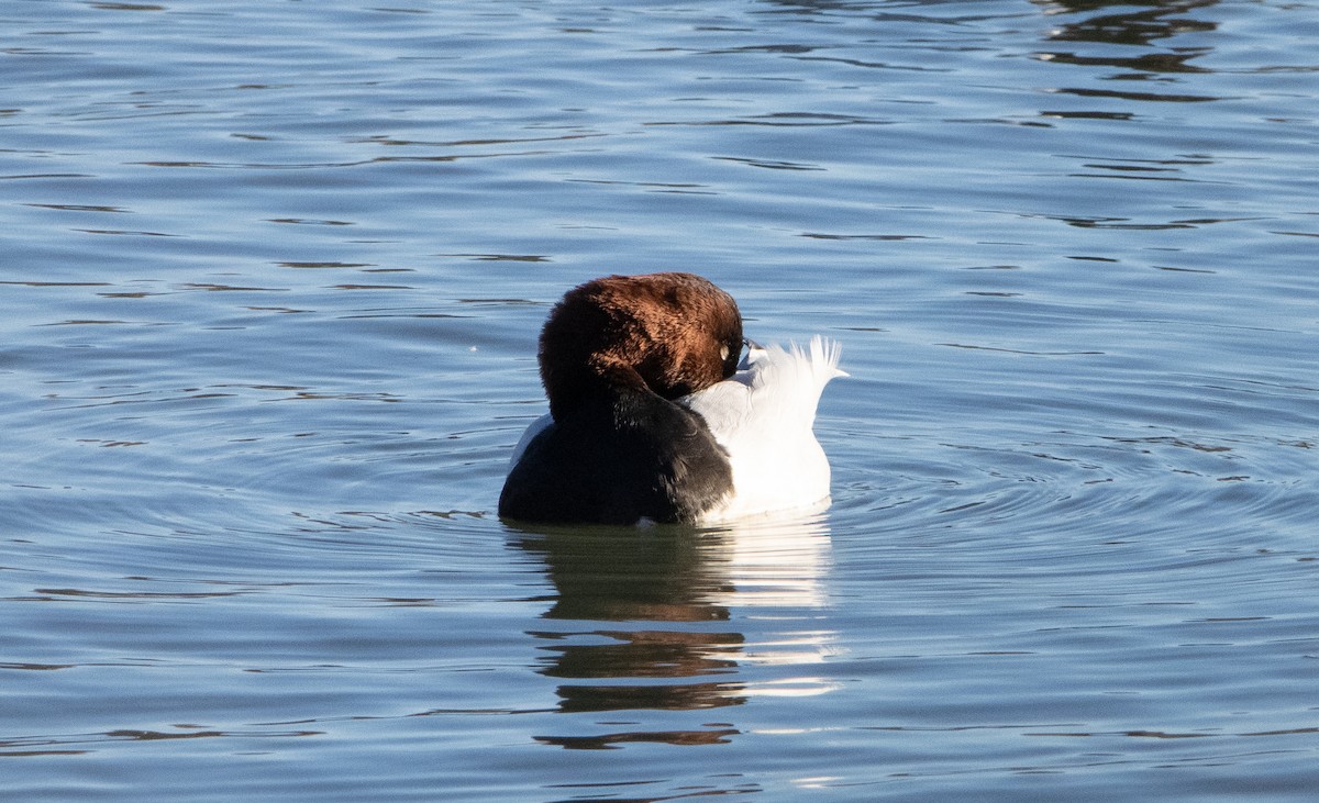 Canvasback - Liam Huber