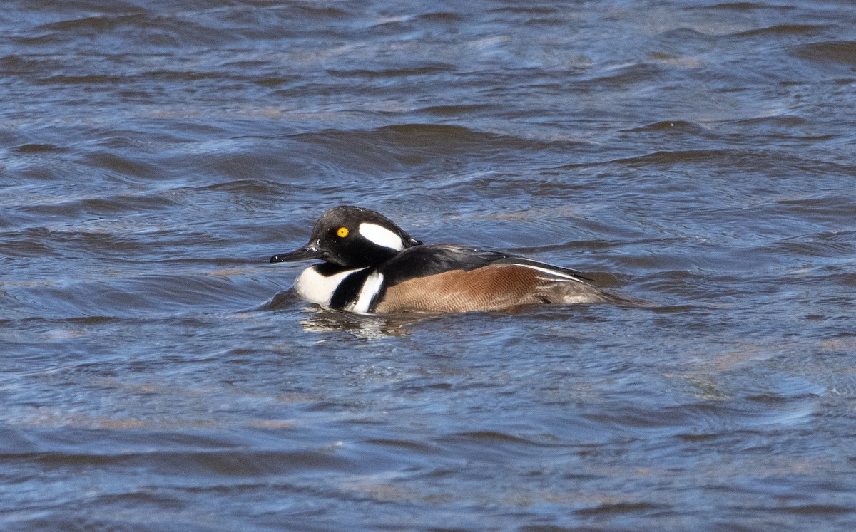 Hooded Merganser - ML284558301