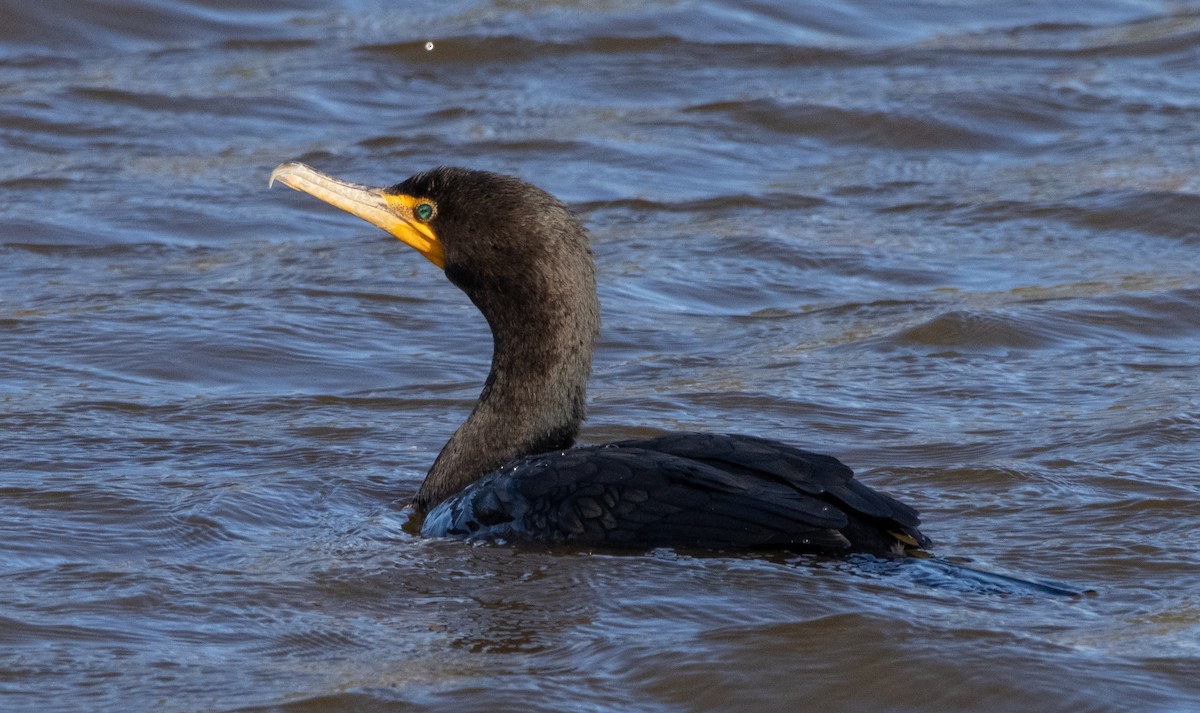 Double-crested Cormorant - ML284558441