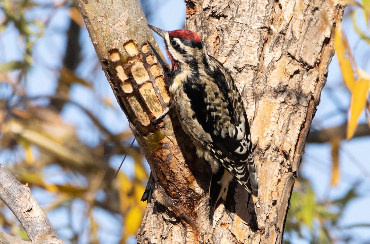 Yellow-bellied Sapsucker - ML284558581