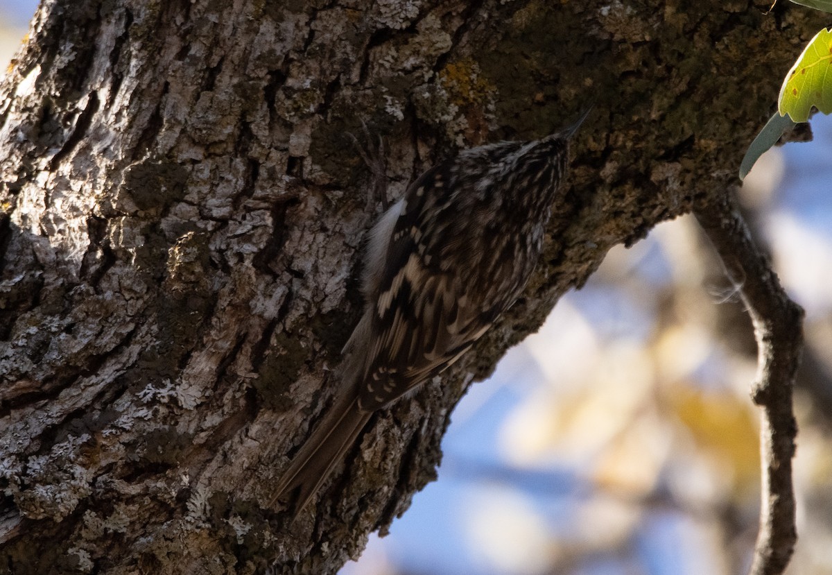 Brown Creeper - ML284558621