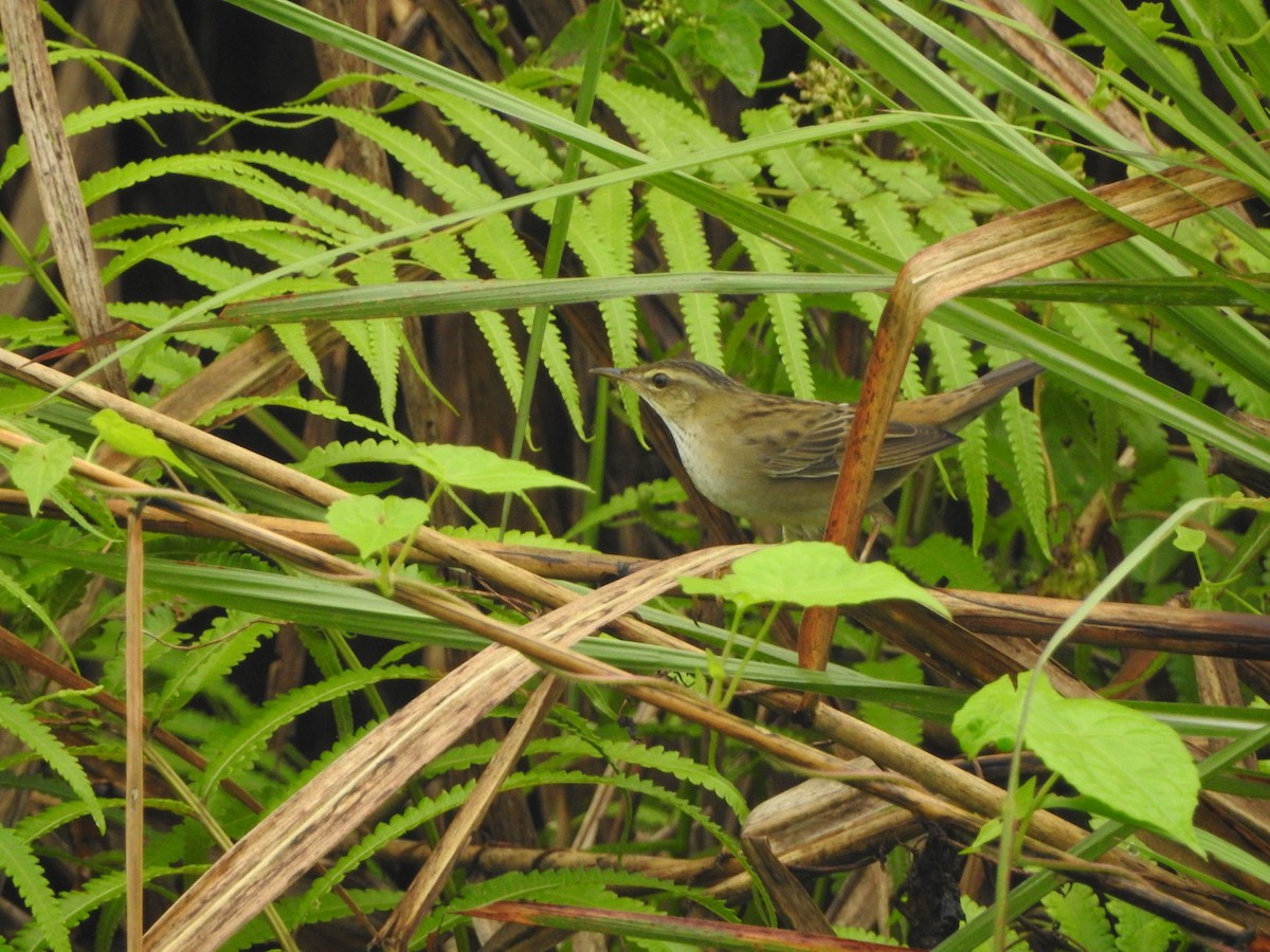 Pallas's Grasshopper Warbler - ML284558951