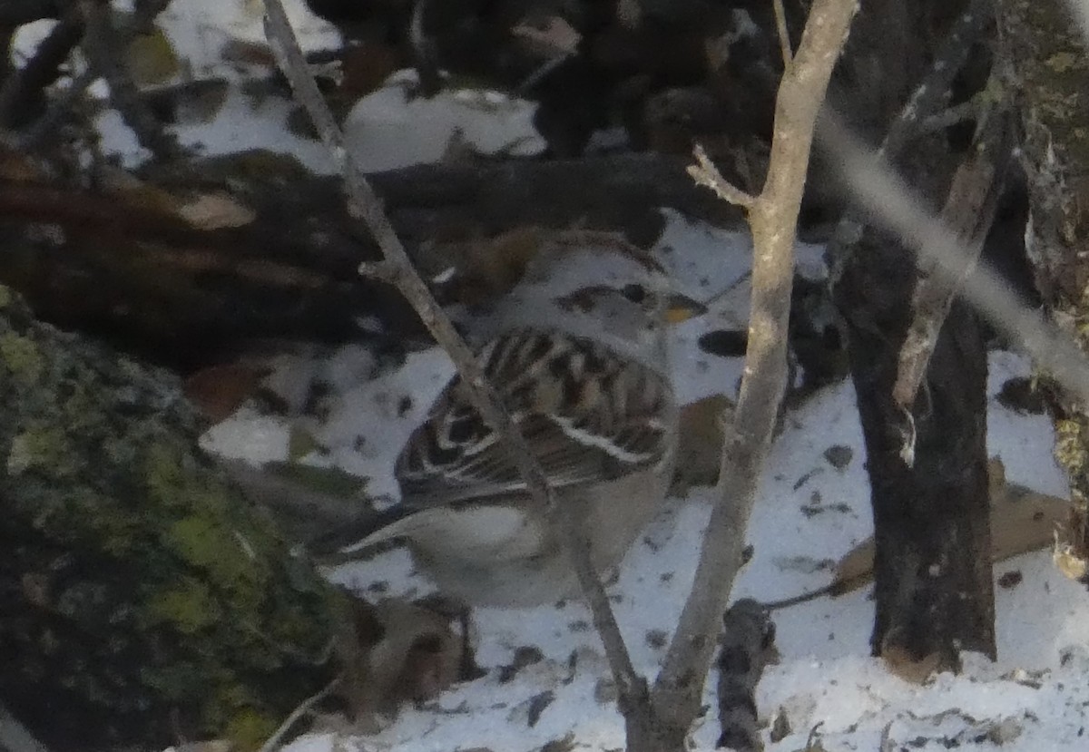 American Tree Sparrow - ML284563641