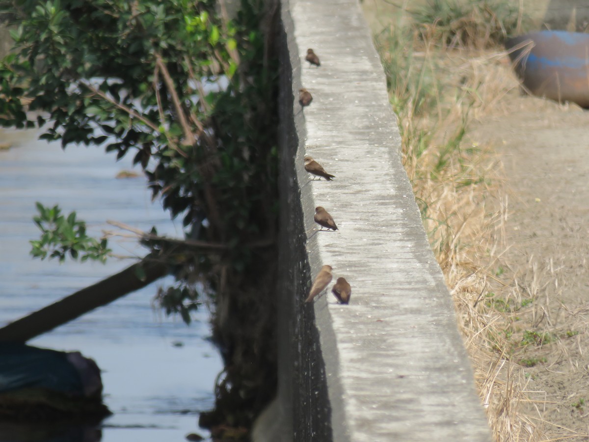 タイワンショウドウツバメ - ML284564041