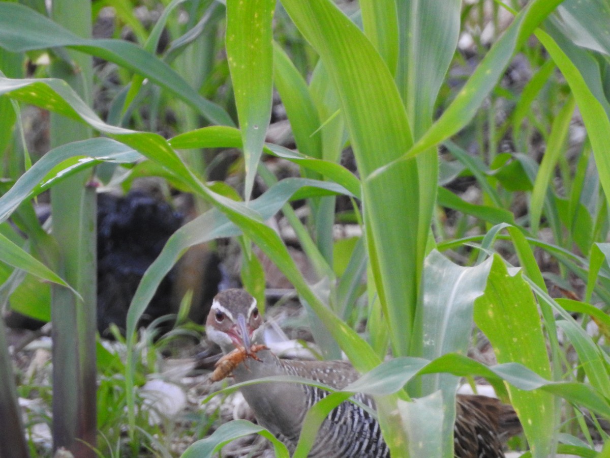 Buff-banded Rail - ML284566161