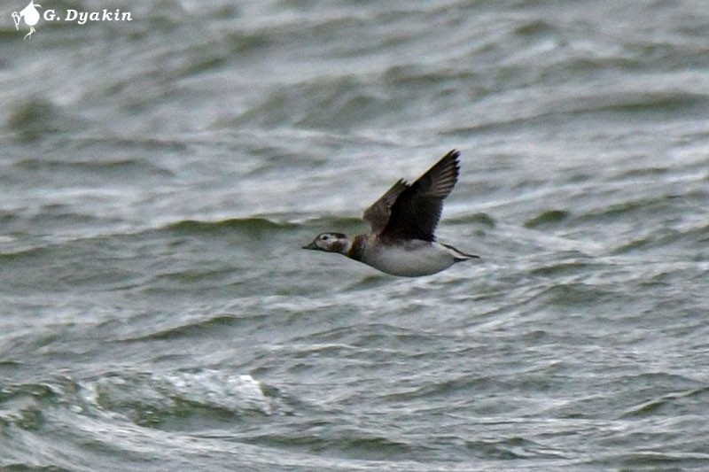 Long-tailed Duck - ML284566761