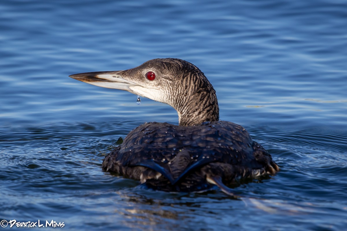 Common Loon - Derrick Mims