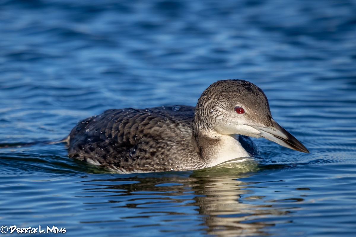 Common Loon - Derrick Mims