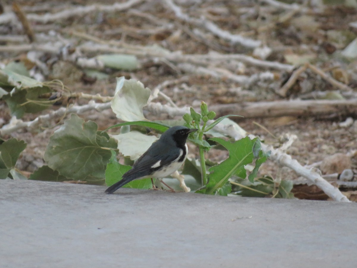 Black-throated Blue Warbler - Amber West