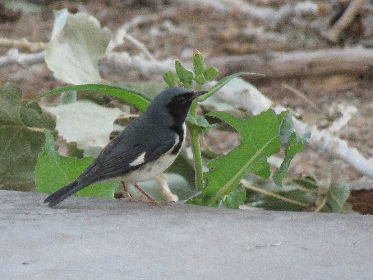 Black-throated Blue Warbler - ML284568321