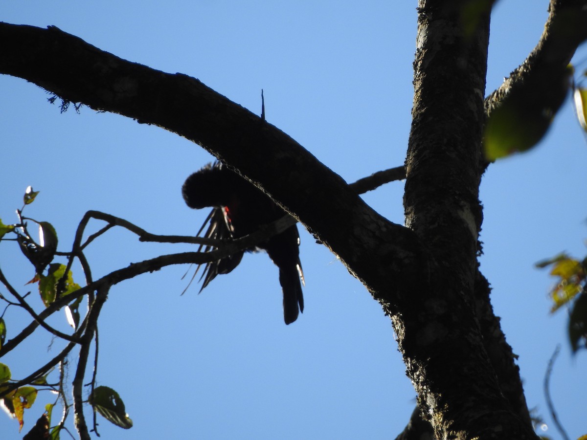 Javan Oriole - Yasin Chumaedi