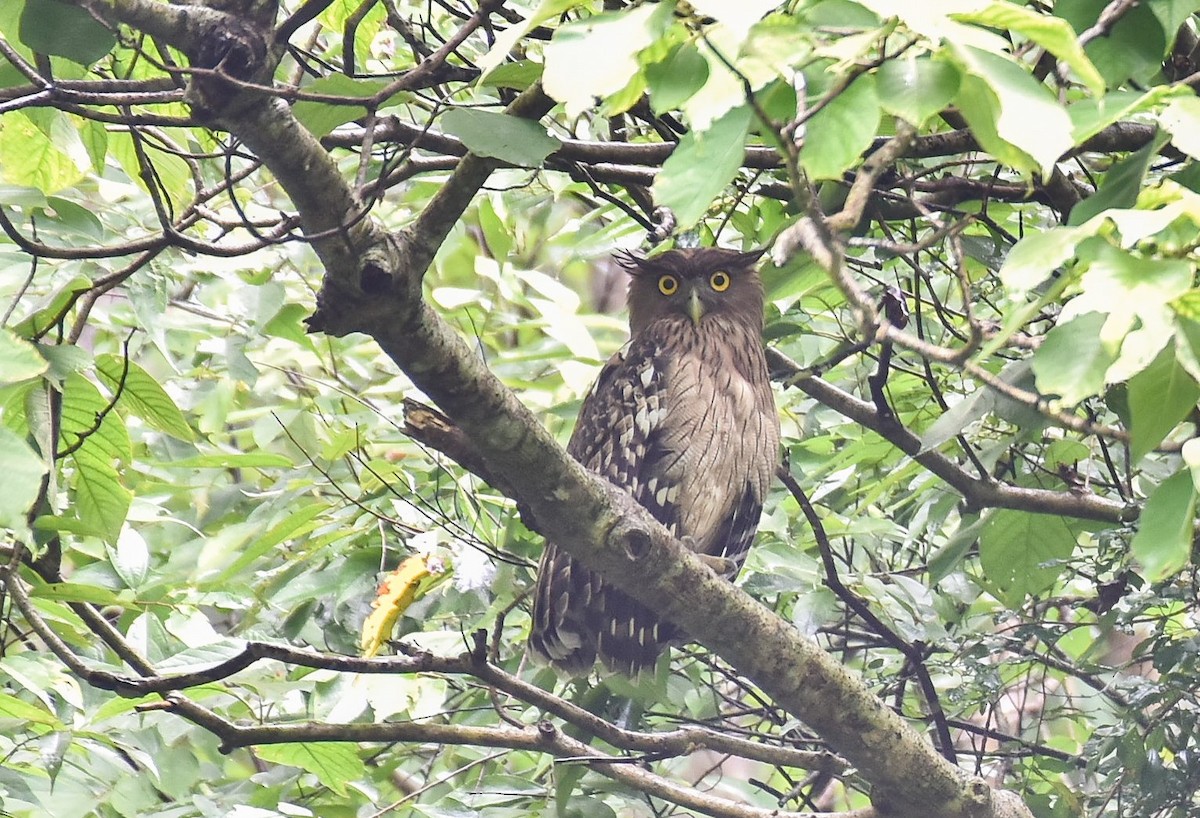 Brown Fish-Owl - Thongthornpatch Chamadol