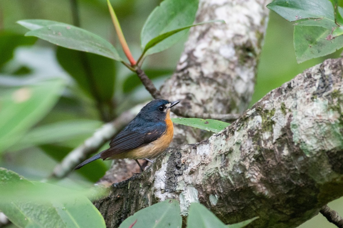 Mangrove Blue Flycatcher - Thongthornpatch Chamadol