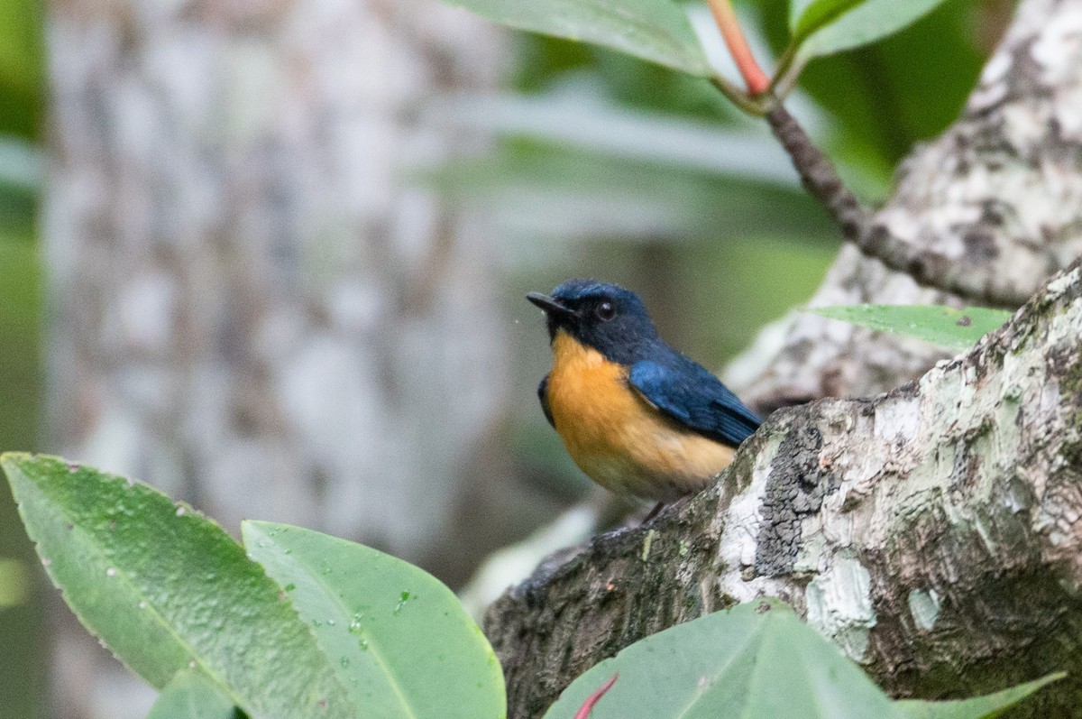 Mangrove Blue Flycatcher - Thongthornpatch Chamadol