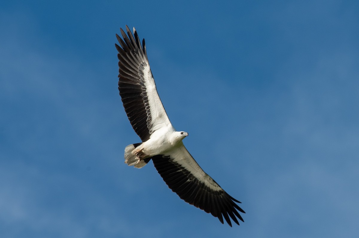 White-bellied Sea-Eagle - Thongthornpatch Chamadol