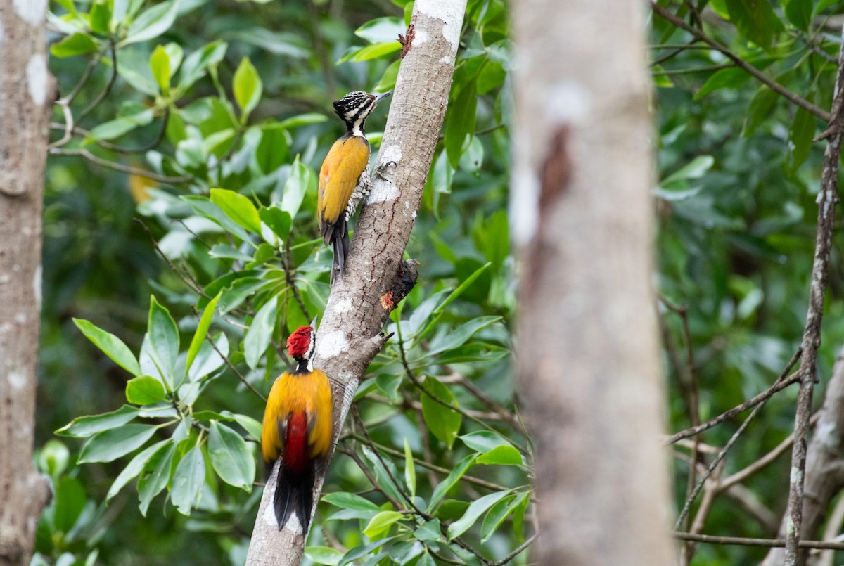 Greater Flameback - Thongthornpatch Chamadol