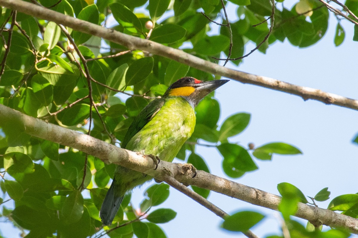 Gold-whiskered Barbet - Thongthornpatch Chamadol