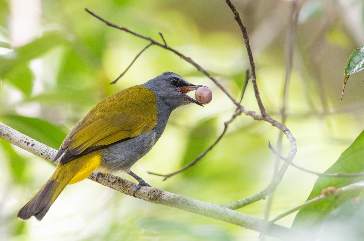 Bulbul Ventrigrís - ML284572231