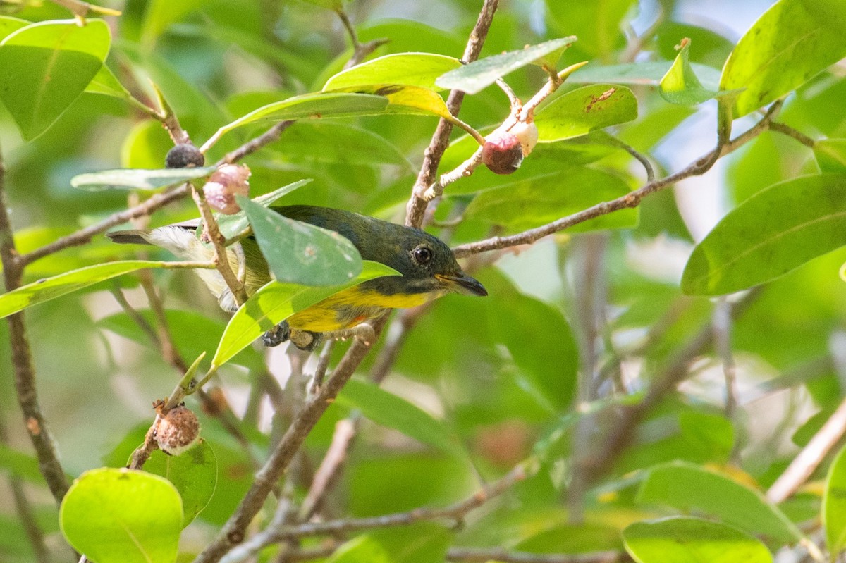 Crimson-breasted Flowerpecker - Thongthornpatch Chamadol