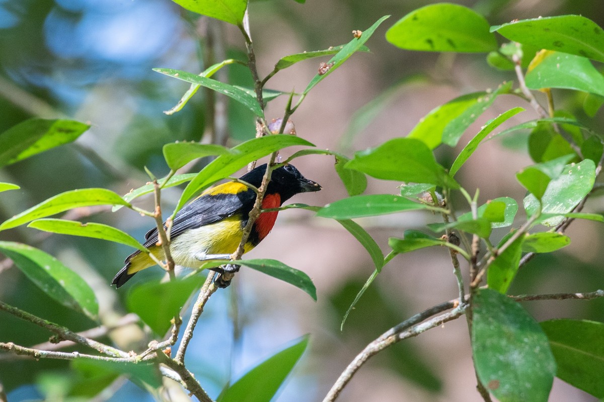 Scarlet-breasted Flowerpecker - Thongthornpatch Chamadol