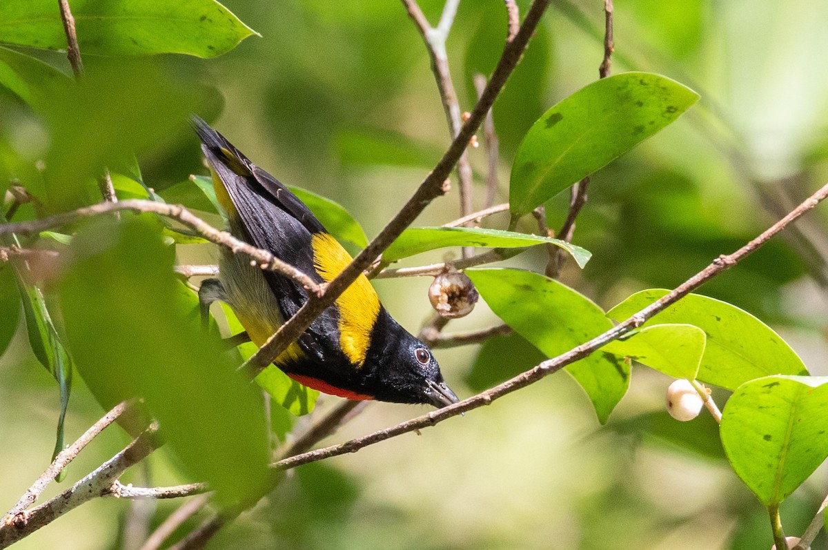 Scarlet-breasted Flowerpecker - Thongthornpatch Chamadol