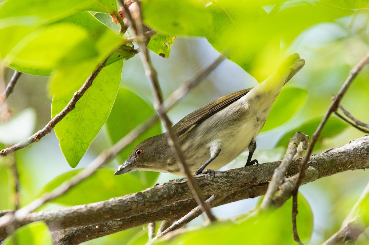 Thick-billed Flowerpecker - Thongthornpatch Chamadol
