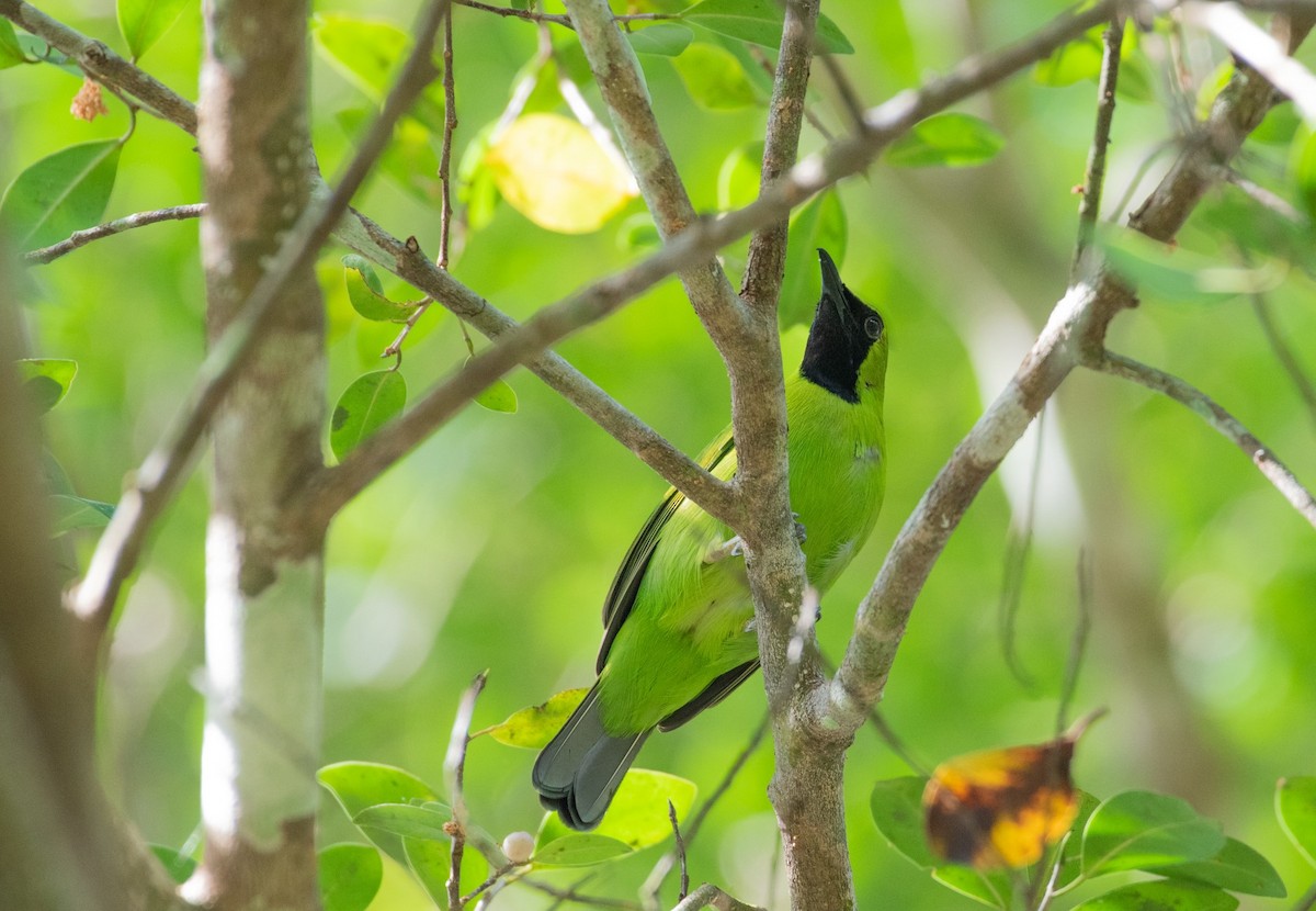 Greater Green Leafbird - Thongthornpatch Chamadol