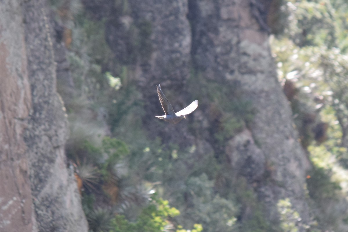 Band-tailed Pigeon (White-necked) - ML284572691