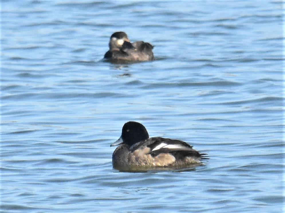 Murgilari handia - ML284573571