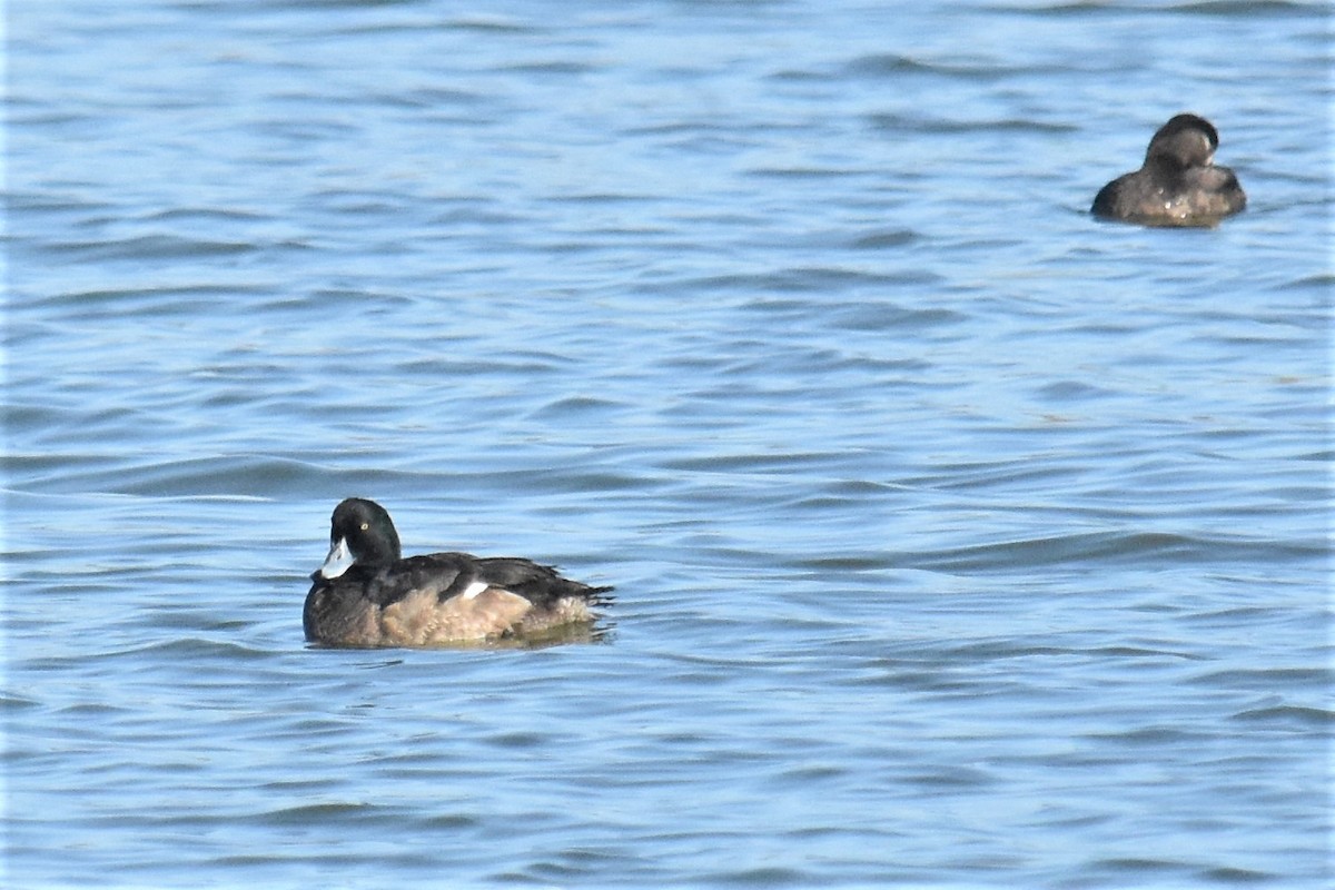 Murgilari handia - ML284573621