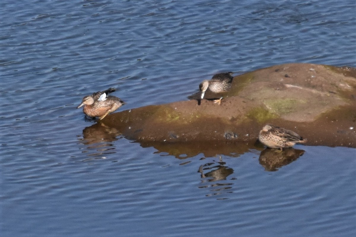 Blue-winged Teal - ML284575231