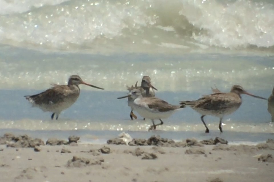 Nordmann's Greenshank - Nigel Jackett