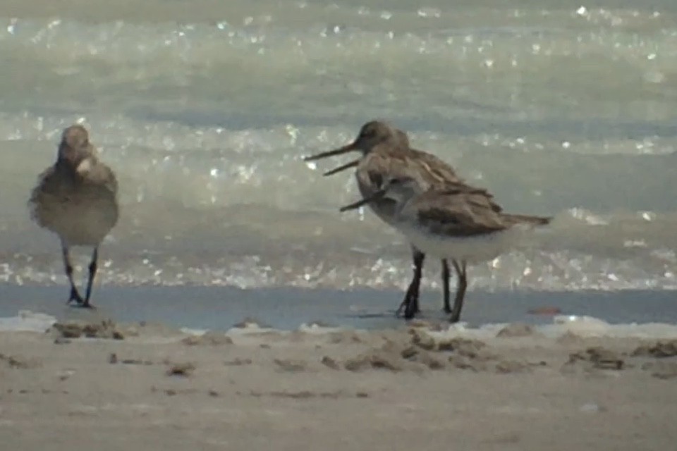 Nordmann's Greenshank - ML284577711