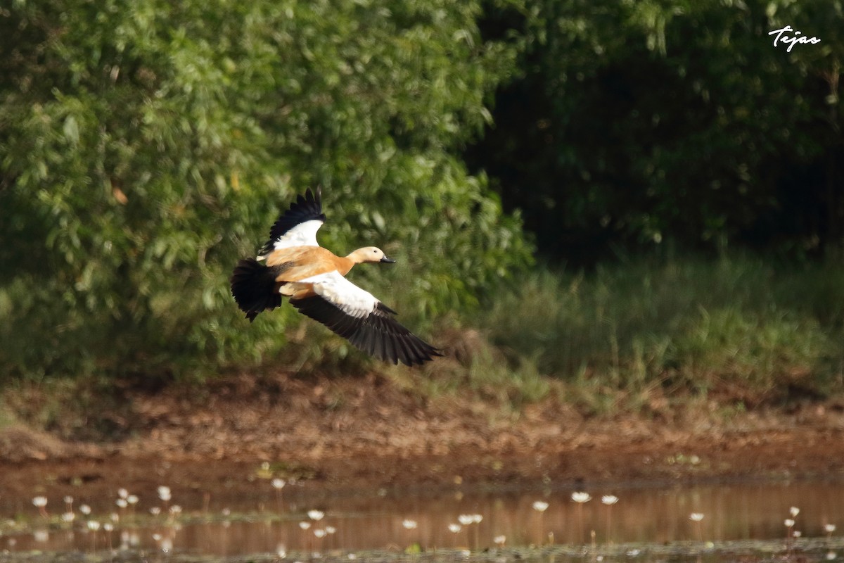 Ruddy Shelduck - tejas k rao