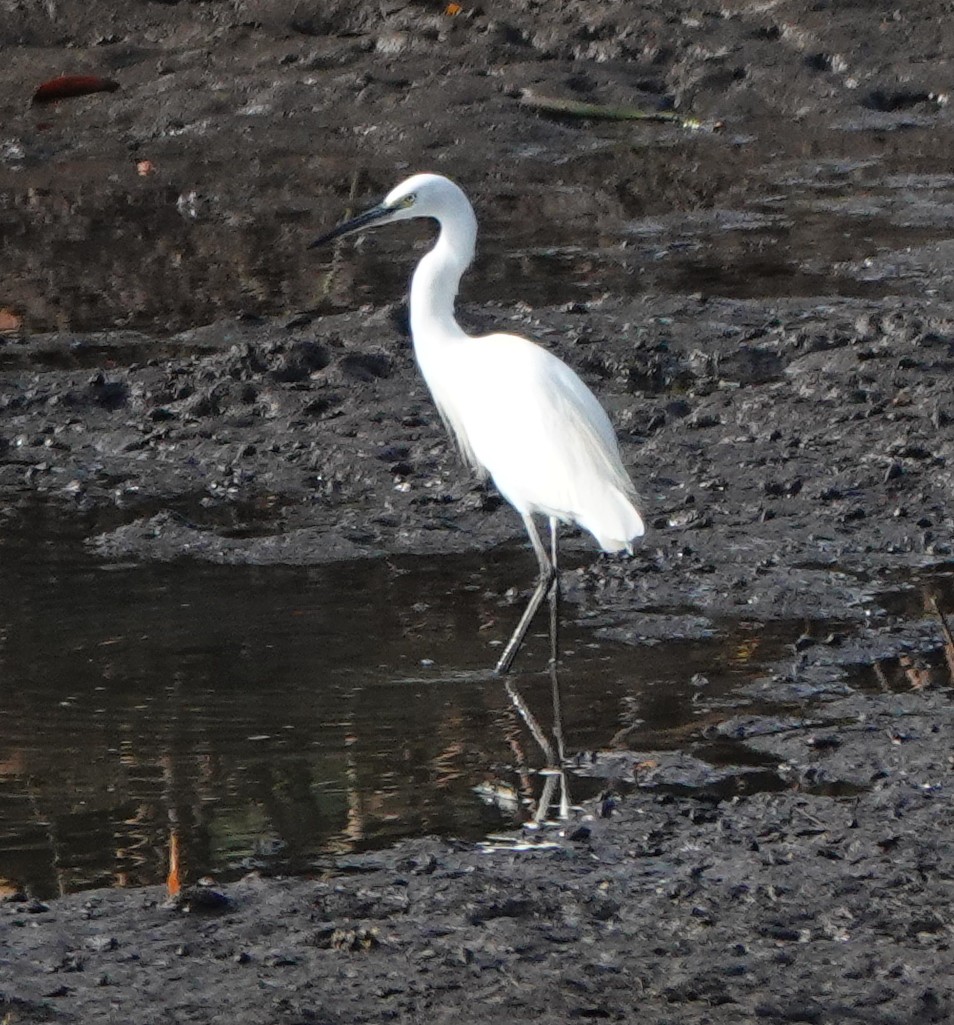 Little Egret - ML284582621