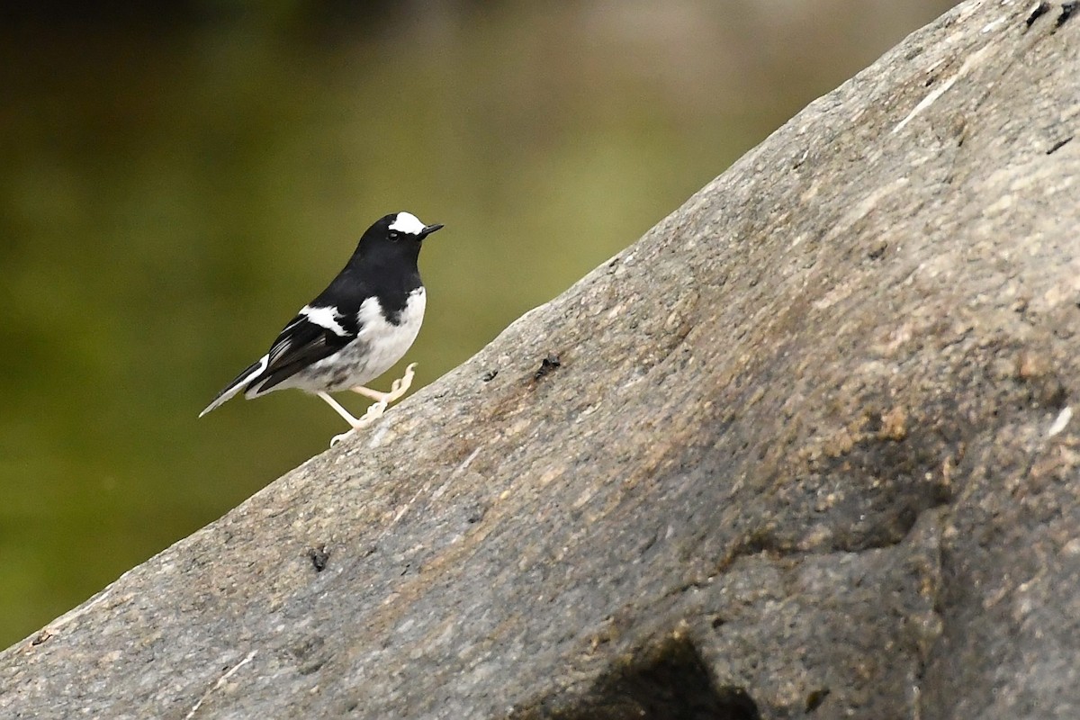 Little Forktail - Ashwani Sharma