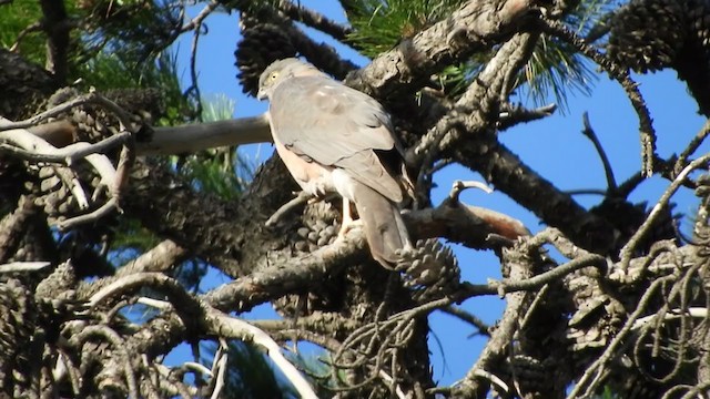 Collared Sparrowhawk - ML284586041