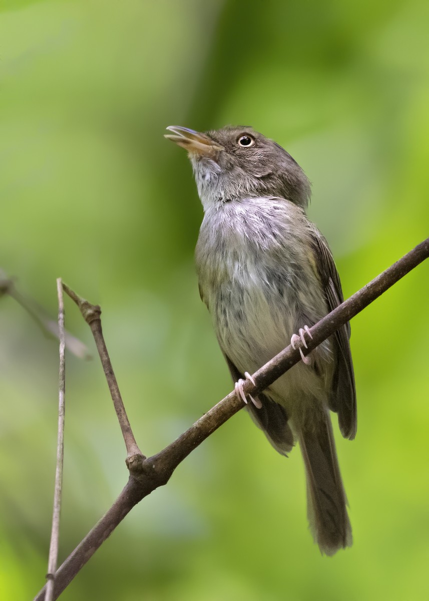 Long-crested Pygmy-Tyrant - ML284586541