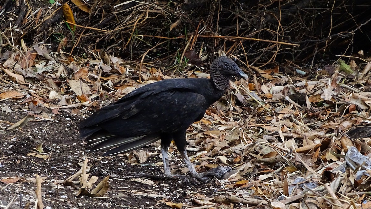 Black Vulture - ML28458661