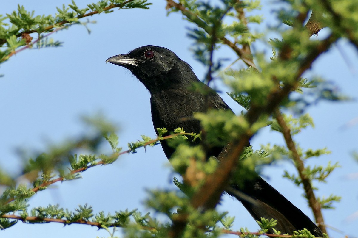 Coastal Boubou - Peter Kaestner