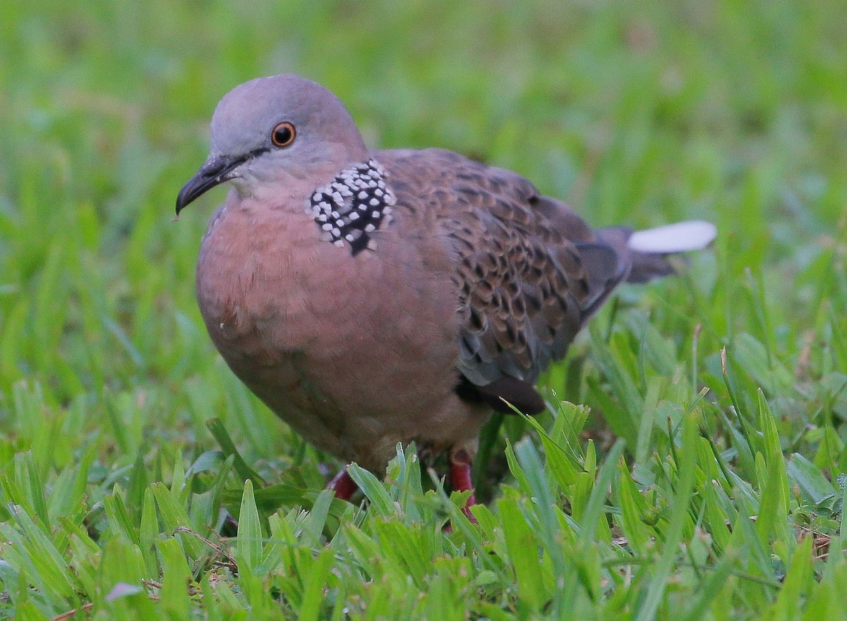 Spotted Dove - Neoh Hor Kee